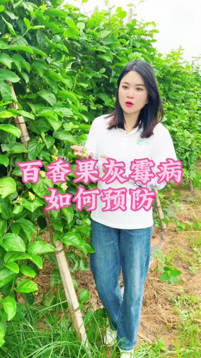 百香果灰霉病我们该如何去预防？#乡村守护人 #三农 #新农人计划 #抖音助农 #百香果@抖音小助手 @DOU+小助手