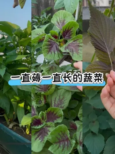 阳台在夏天就种这四款蔬菜吧！越掐越多超省心！#阳台种植 #种植小技巧 #在家种菜 #空心菜 #红苋菜