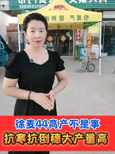 高产小麦品种徐麦44 怕减产就种徐麦44#徐麦44 #怕减产就种徐麦44 #小麦种#吴平农资 #农资肥料