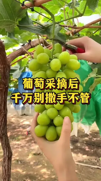 葡萄采收后，千万别撒手不管#农业种植 #三农 #果树种植