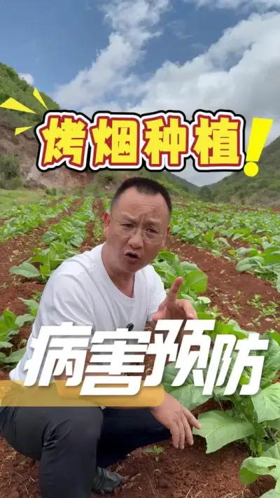 虫害病害，猛如虎，烤烟丰收要防护，预防在先，亩产万千。#烤烟种植#种植小技巧#烤烟种植技术与管理#三农