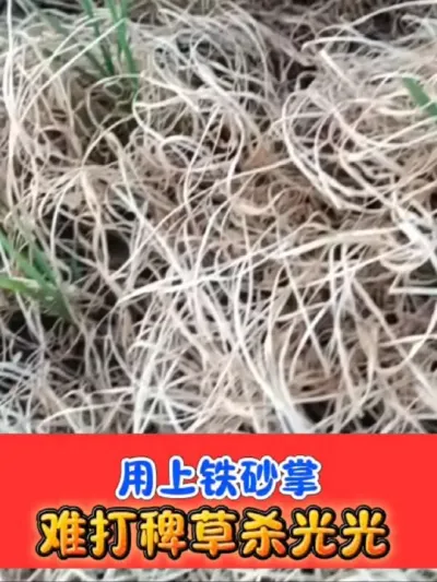 水稻田难打稗草克星 铁砂掌出马，杂草死光光#水稻种植 #水稻除草 #农资肥料 #水稻