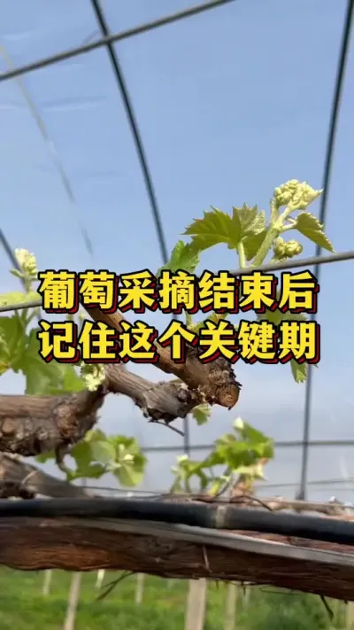 葡萄采摘结束后，记住这个关键期#农业种植 #优质农产品 #葡萄种植