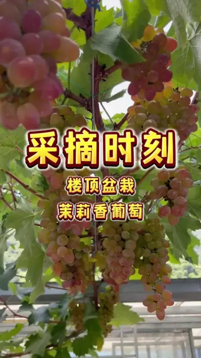 茉莉香葡萄采摘时刻～果后护理#盆栽葡萄 #茉莉香 #楼顶果园 #三农 #内容启发搜索