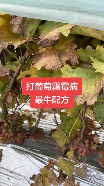 打葡萄霜霉病最牛配方#葡萄霜霉病#葡萄种植#葡萄病害