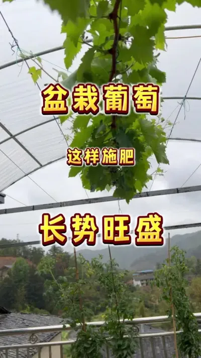一起来盆栽一棵葡萄吧，明年实现葡萄自由。这样搭配用肥，长势旺盛，简单又高效，能贯穿葡萄整个养护周期，长得快省心又不出错是关键。#楼顶果园 #盆栽果树#盆栽葡萄 #春天 #内容启发搜索