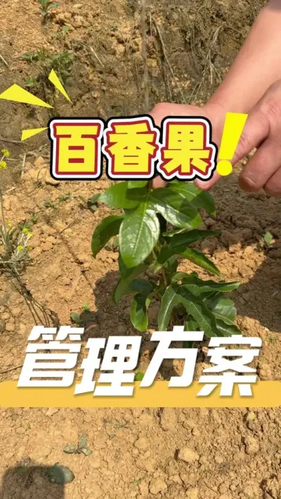 天气干燥，管理百香果幼苗更应细心，细节很重要，细节一到位，就事半功倍！#百香果#三农#农业技术推广#苗期管理