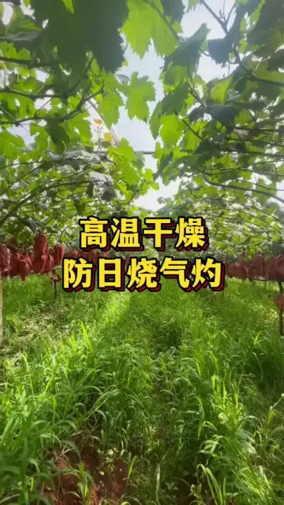 高温干燥，防日烧气灼#农业种植 #优质农产品 #葡萄种植