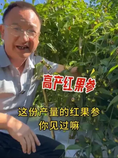马关红果篸高产种植的秘密㊙️#三农 #红果篸种植#农资#农业技术推广#农业法哥