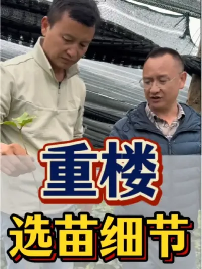 重楼 种植重楼 ，该怎样选苗呢？我们来取取经，学习学习，陈老板给我们认真分享。#农业 #三农 #重楼 #重楼种植 #重楼苗