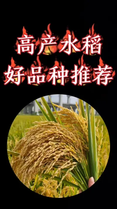 2025年水稻种植稳产高产品种推荐，大户请优先考虑#水稻种植 #水稻 #高产水稻品种 #圣稻22 #连粳22