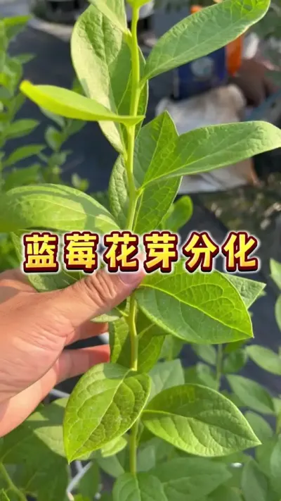 蓝莓花芽分化 蓝莓花芽分化#盆栽蓝莓#蓝莓#家庭种植#贝子的盆栽小果园 #内容启发搜索