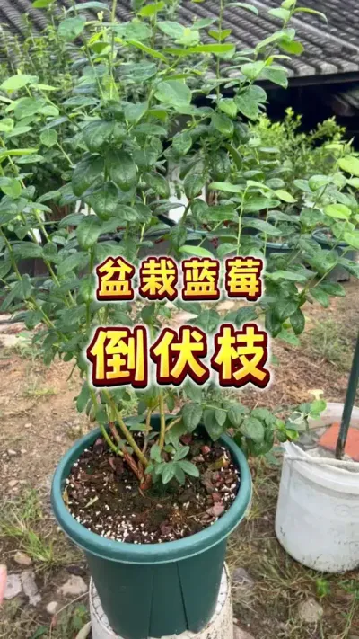 家庭盆栽蓝莓倒伏枝处理～#盆栽蓝莓 #盆栽果树 #种植小技巧 #贝子的盆栽小果园 #内容启发搜索