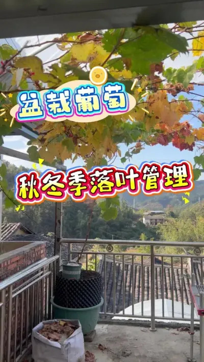 葡萄树秋冬休眠半休眠落叶状态，如果你还没施基肥，这样用不伤树还有效#葡萄 #盆栽葡萄#楼顶果园 #家庭种植 #秋肥