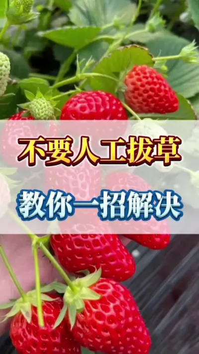 不要人工拔草，教你一招解决#三农 #农业种植 #优质农产品 #草莓管理