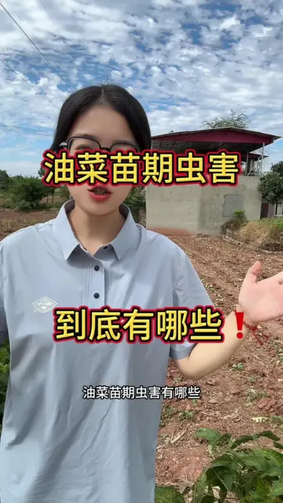 油菜苗期虫害还有哪些，欢迎补充！#油菜种植