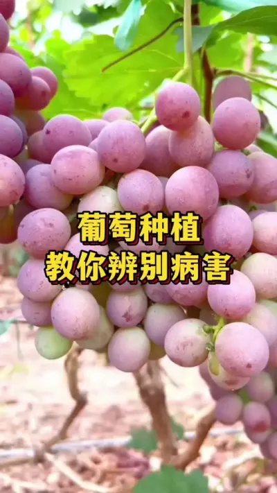 葡萄种植，教你识别病害#优质农产品 #农业种植 #葡萄种植