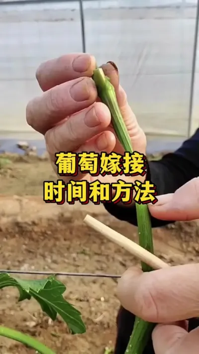 葡萄嫁接，时间和方法#农业种植 #三农 #果树种植