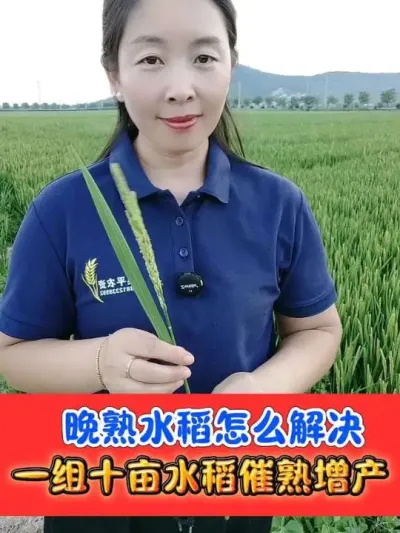 解决水稻晚熟问题，加速灌浆促进早熟 正规登记水稻增产催熟，一组十亩地，促早熟增产量降水分#水稻种植 #水稻增产 #水稻催熟 #农资肥料 #乙烯利