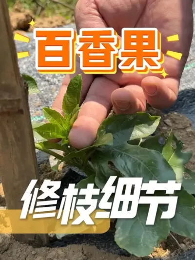 百香果留主干一定要会留、舍得留！#农资肥料 #百香果 #种植技术 #农业种植 #种植小技巧