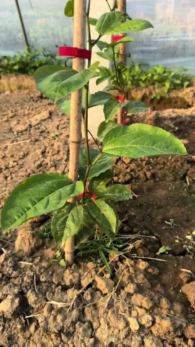 百香果下种苗期的注意事项#种植技术 #农业技术推广 #农业人 #农业知识 #种百香果