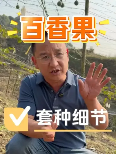 热情果套种百香果，这些细节你做对没？#百香果 #农业种植 #农资肥料 #种植技术 #种植小技巧