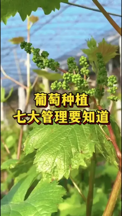 葡萄种植，七大管理要知道#农业种植 #优质农产品 #果树种植