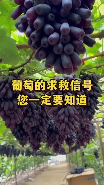 葡萄的求救信号，你一定要知道#优质农产品 #农业种植 #三农