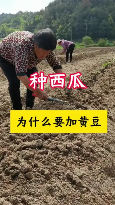 #西瓜种植 #种西瓜#西瓜种植技术#西瓜管理