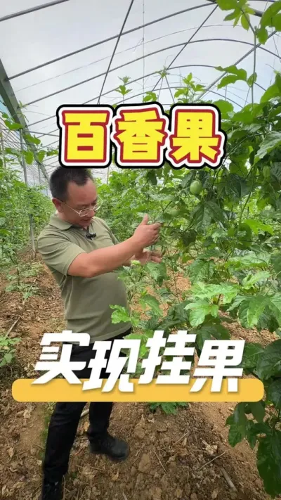 一张叶子一个果的百香果是如何做出来的，发哥来给大家交流一下。#百香果#农业技术推广#农业种植#农业服务