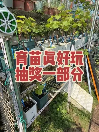 3000粉丝福利，抽出一部分自己扦插的葡萄苗和无花果苗。#寒香蜜#波姬红#格威尔#红宝石