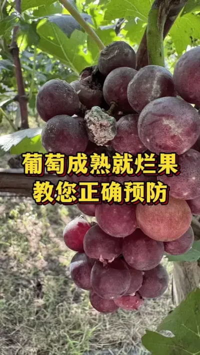 葡萄成熟就烂果，教您正确防治#葡萄种植