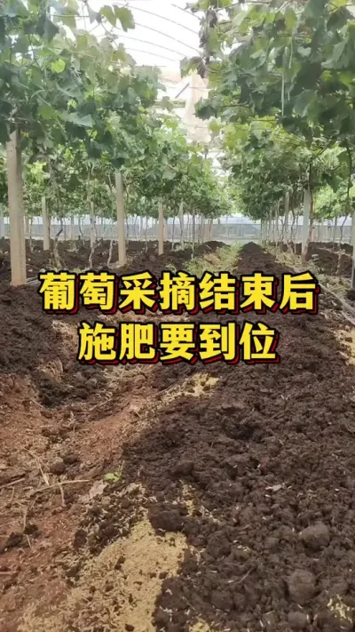 葡萄采摘后，施肥要注意#农业种植 #三农 #果树种植