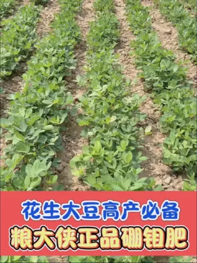 花生大豆增产增收肥料高含量硼钼肥 正品高含量硼钼肥，一瓶十亩地，花生大豆增产增收必备#花生种植 #大豆种植 #硼钼钴 #花生增产 #大豆增产