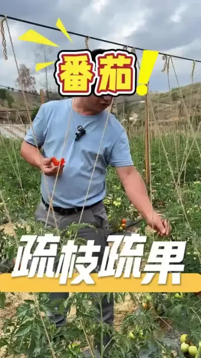种植果类作物，疏枝疏果很重要，这样才能确保后期果实又大又饱满。#番茄#种植小技巧#番茄种植#农业技术推广