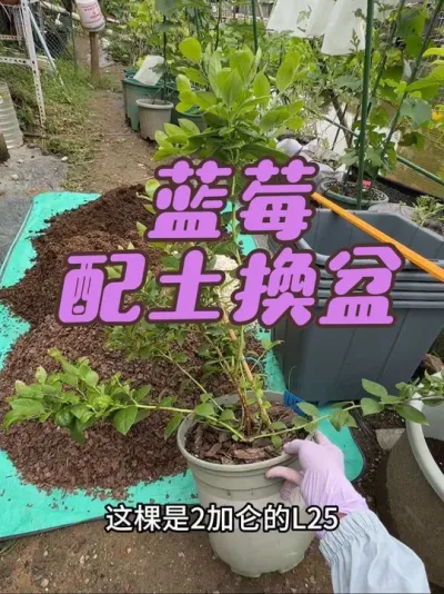 蓝莓配土蓝莓换盆，L25和f6目前长势良好，准备换一下大盆。#盆栽蓝莓#蓝莓配土#蓝莓换盆