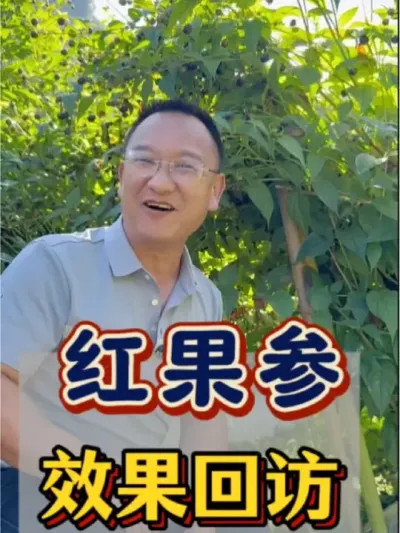 红果参 红果参效果回访，客户说长得太高啦！架子都压弯啦！#农业 #三农 #农业种植 #红果参 #红果参种植