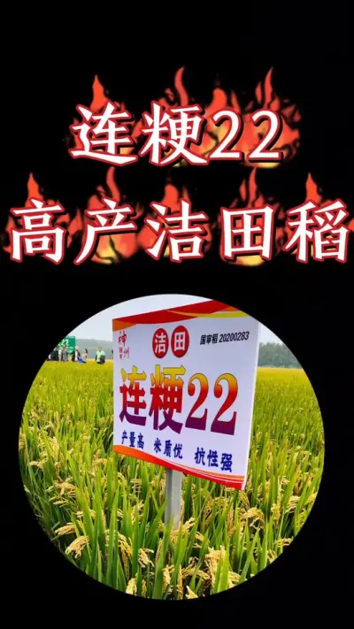 高产洁田粳稻连粳22，抗倒抗病抗白叶枯，适合直播机插秧#水稻种植 #水稻 #高产水稻品种 #连粳22 #农资肥料 @江苏神州种业