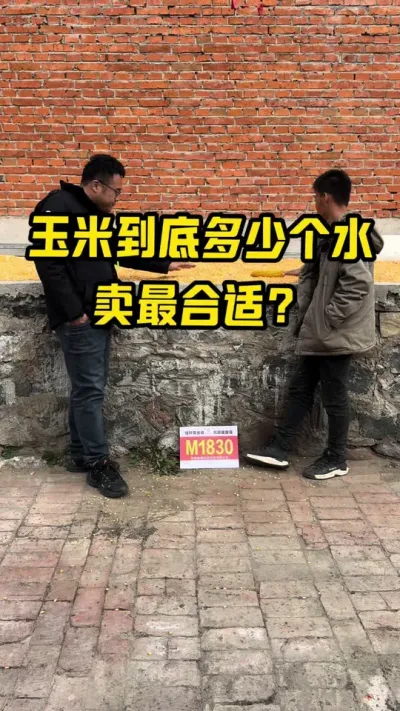 种地比上学都难？ 玉米什么水分卖最合适？重点关注玉米的容重#创作者扶持计划 #乡村振兴dou行动 #新农人计划 #宣传正能量