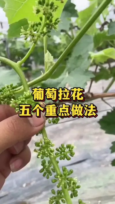葡萄拉花，五个重点做法#农业种植 #优质农产品 #种植小技巧