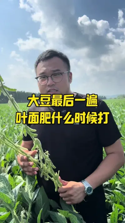 大豆最后一遍肥 顶花开败3-4天打最后一遍叶面肥：保顶荚，让顶荚饱满 #抖音助农扶农 #农业种植技术 #大豆种植技术