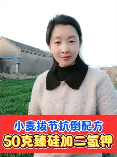 拔节后小麦如何安全抗倒增产 臻硅加上磷酸二氢钾，抗倒增产黄金搭档，臻硅厂价直销#农资肥料 #三农种植 #小麦 #种植技术 #小麦种植