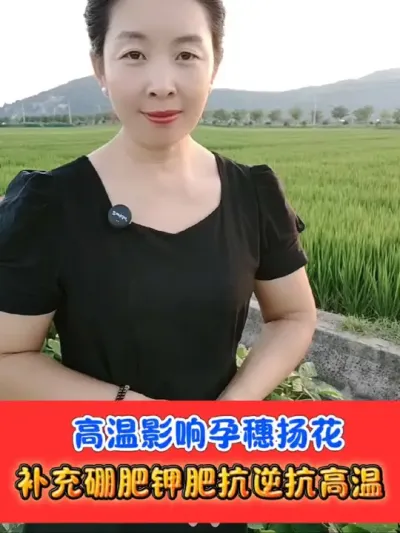 高温持续重视补充硼肥钾肥 有机螯合硼，不含钠离子，吸收利用率高，一瓶十亩地厂价直销#硼肥 #农资肥料 #水稻种植 #水稻 #农业种植