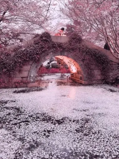 这么漂亮的樱花 当然要分享给最美的女孩子看啦#樱花🌸