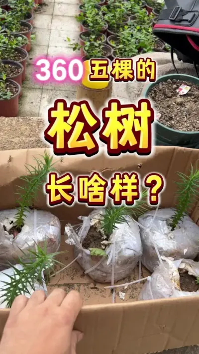 入了个新坑，目标松子自由！就是周期有点长，不过，只要想去做，并且去做了，总会实现的对吧#巴拉纳松子 #三农 #内容启发搜索 #楼顶果园