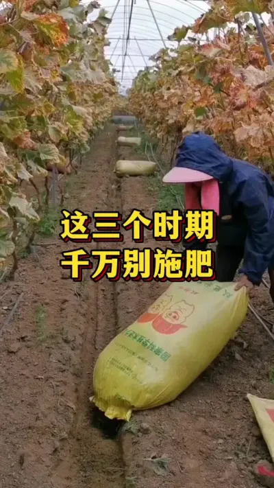 这三个时期，千万别施肥#优质农产品 #农业种植 #葡萄种植