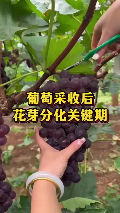 葡萄采收后，花芽分化关键期#优质农产品 #农业种植 #三农
