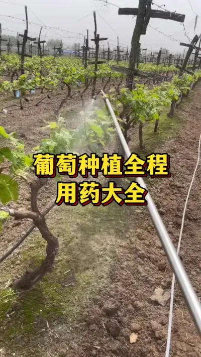 葡萄种植，全年用药大全#农业种植 #三农 #葡萄种植