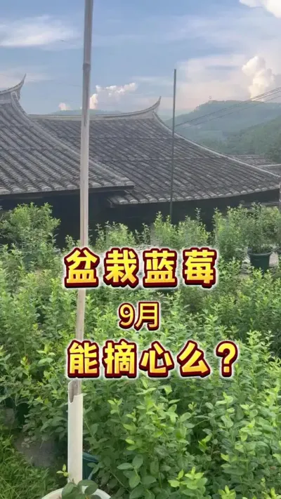 我们家里盆栽的蓝莓，9月份还能不能打顶促分支呢？今天来gong下这个#盆栽蓝莓 #盆栽果树#小院种植#楼顶果园#贝子的盆栽小果园