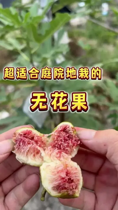 很多人不会告诉你，有位置空间的话，无花果性价比最高的方式是地栽，庭院，墙角，家里附近&hellip;&hellip;#家庭种植 #无花果 #新鲜采摘 #贝子的盆栽小果园 #内容启发搜索